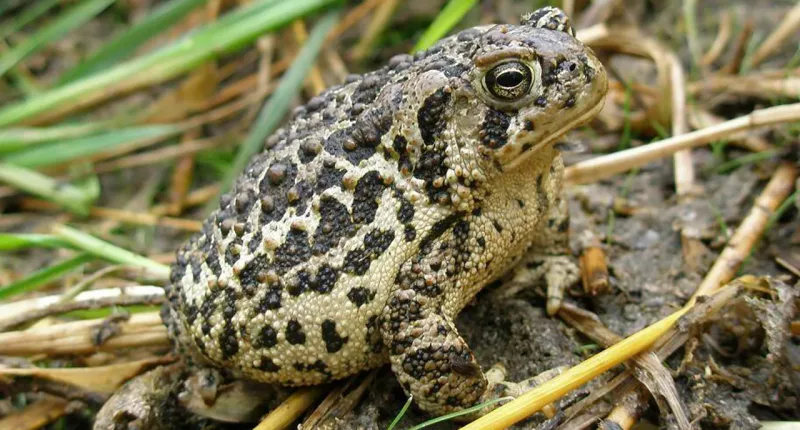 New wildlife refuges in Tennessee and Wyoming aim to protect endangered species and habitats