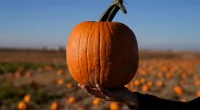 Parched pumpkins: How a drought is impacting Halloween festivities
