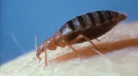 A pest control expert has warned not to try a popular hack to deter bedbugs