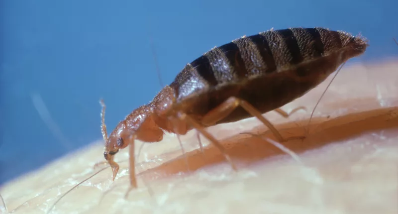 A pest control expert has warned not to try a popular hack to deter bedbugs