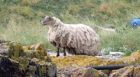 Rescuers will NOT rescue Britain's 'loneliest sheep'