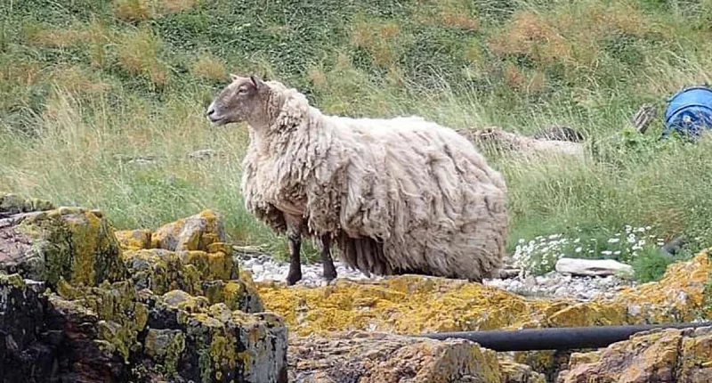 Rescuers will NOT rescue Britain's 'loneliest sheep'