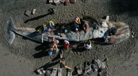 Scientists may have solved mystery of 2,000 Pacific gray whale deaths
