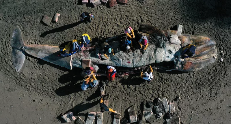 Scientists may have solved mystery of 2,000 Pacific gray whale deaths