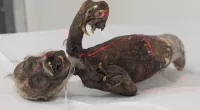A strange creature is being investigated by scientists to find out its species