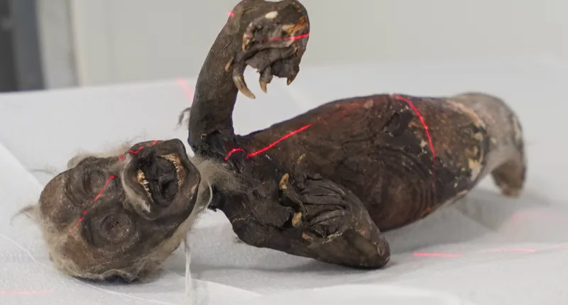 A strange creature is being investigated by scientists to find out its species