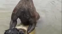 A kangaroo who tried to drown a dog ended up in a scrap with the pets owner