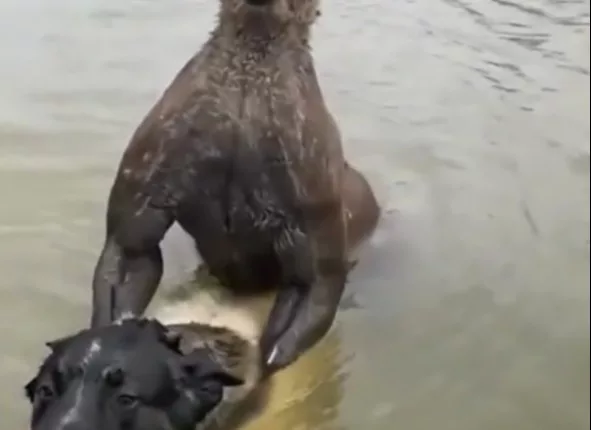 A kangaroo who tried to drown a dog ended up in a scrap with the pets owner