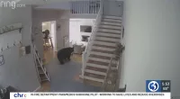 The bear checking out the living room