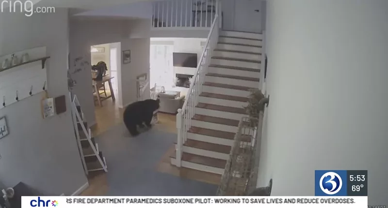 The bear checking out the living room