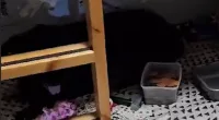 Shocking footage shows pet dog refusing to leave bed