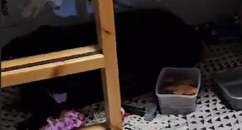 Shocking footage shows pet dog refusing to leave bed