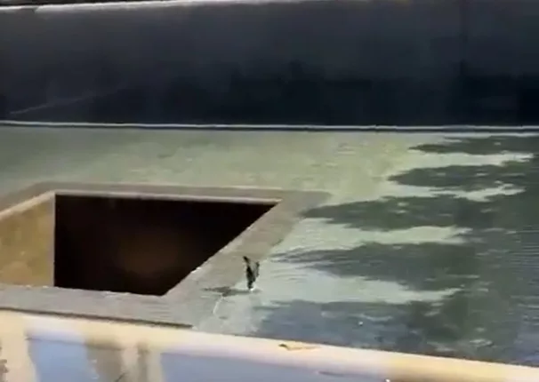 The unnamed 33-year-old man was seen walking towards the central void in the 9/11 memorial pool