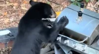 Two bears were seen crashing a family party