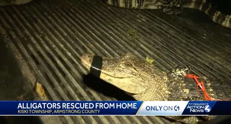 10 alligators were found in a Pittsburgh home