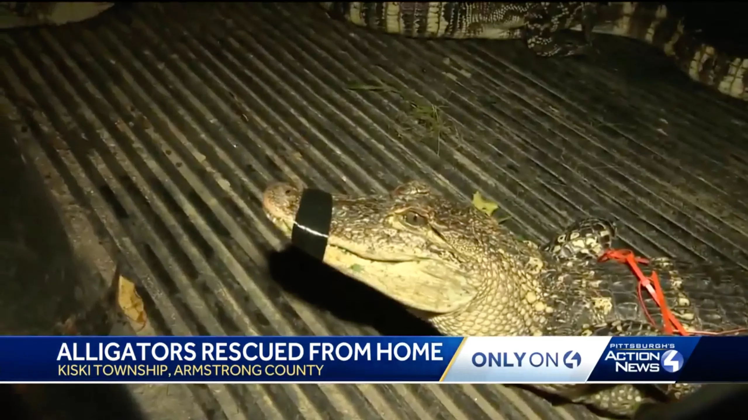 10 alligators were found in a Pittsburgh home