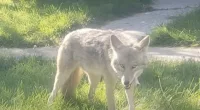 A wild coyote was spotted eating a housecat in Utah