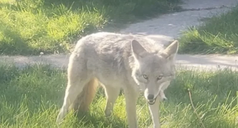 A wild coyote was spotted eating a housecat in Utah