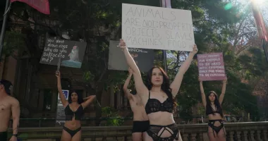 A group of animal rights protestors dressed in lingerie hold signs above their heads.