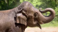 St. Louis Zoo elephant dies after lost dog agitates herd