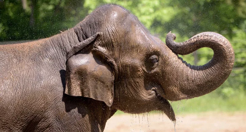 St. Louis Zoo elephant dies after lost dog agitates herd