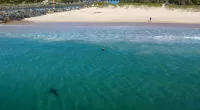 The shark was only metres away from the children playing in the water
