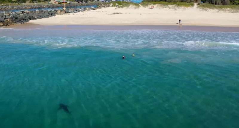 The shark was only metres away from the children playing in the water