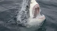 A shark bite punctured a small pontoon off the coast of Australia over the weekend