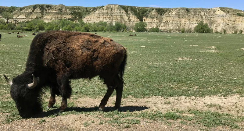 Theodore Roosevelt National Park to remove nearly half its bison population