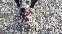 This Dalmatian is difficult to spot as it blends into the background of a rocky beach
