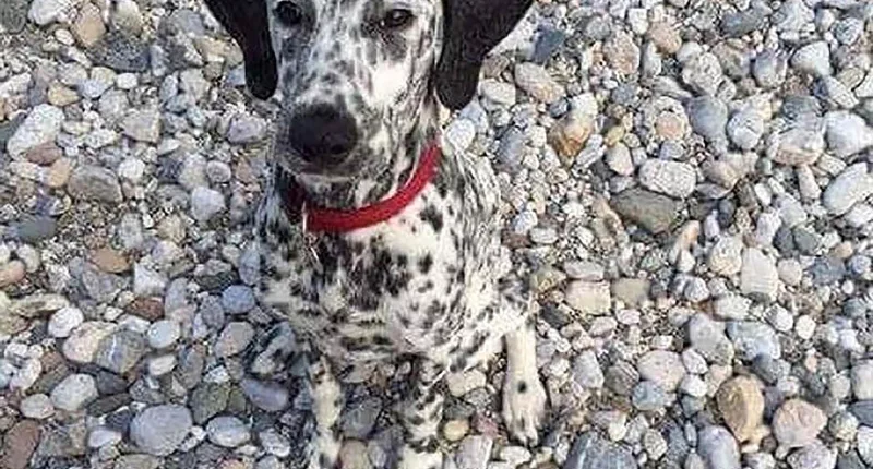 This Dalmatian is difficult to spot as it blends into the background of a rocky beach