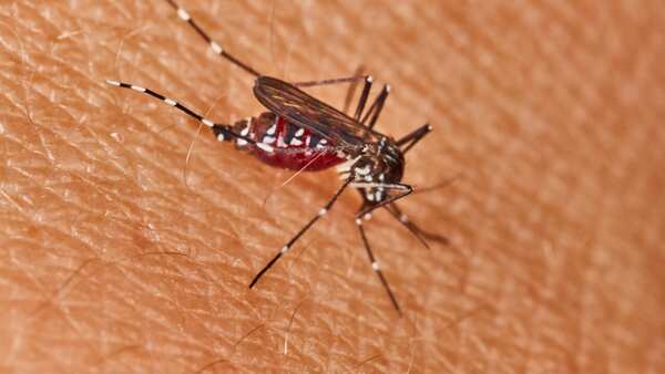 Calls for faster rollout of malaria vaccine image