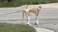 A monkey was on the loose in an Indianapolis neighborhood