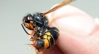 A warning has been issued over the invasion of killer giant Asian hornets in Britain