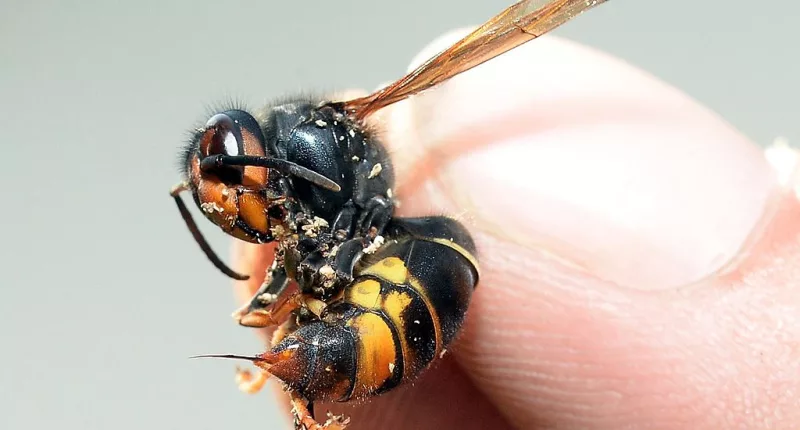 A warning has been issued over the invasion of killer giant Asian hornets in Britain