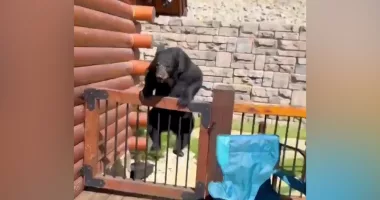 VIDEO: Gatlinburg bear jumps over cabin deck gate during family vacation