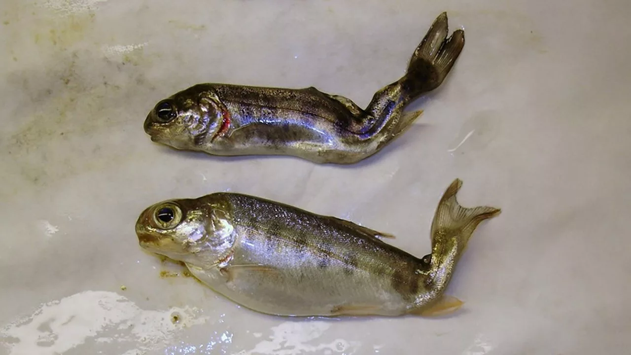 Virginia euthanizes 40K trout after testing finds parasitic whirling disease