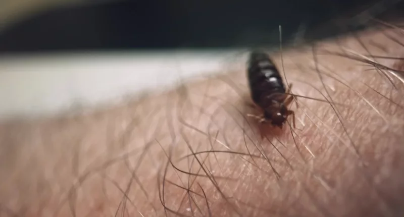 The pest swelled with blood after gorging on his arm