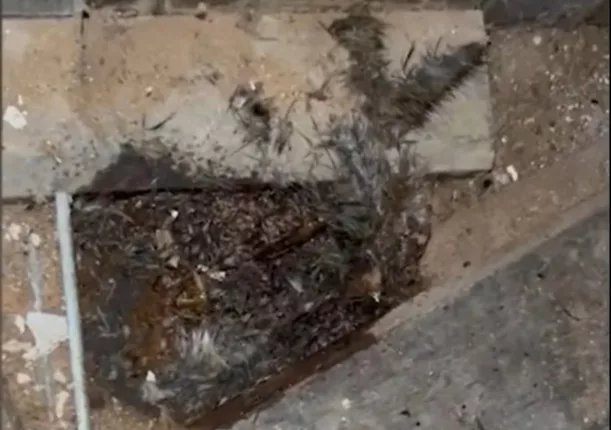 One couple living in a rat-infested home were forced to move out due to the smell of rotting bodies