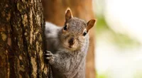 A couple is supposedly facing eviction as punishment for feeding squirrels near their apartment complex