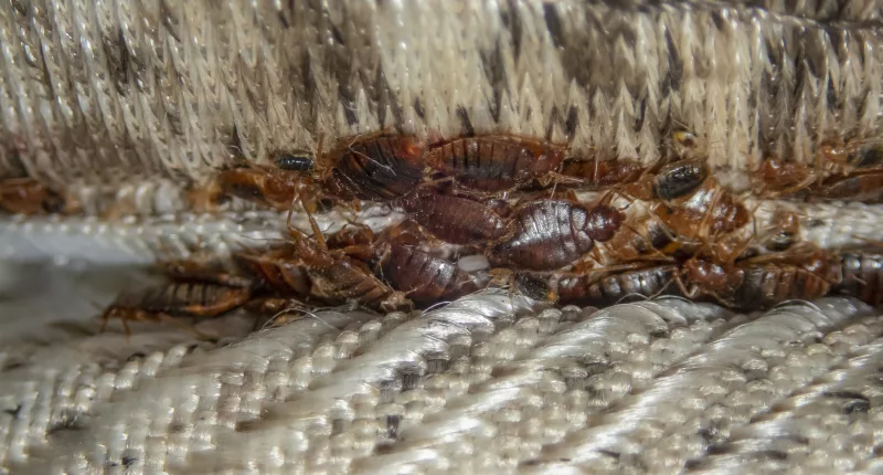Pictured: A serious bed bug infestation