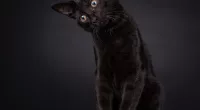 Black cats are associated with bad luck