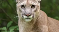 A mountain lion was euthanized in Herriman, Utah, on Tuesday night after it killed a sheep