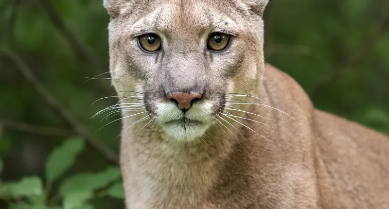 A mountain lion was euthanized in Herriman, Utah, on Tuesday night after it killed a sheep