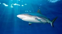 A 52-year-old man remains missing after he was brutally attacked and pulled underwater by a shark on Sunday