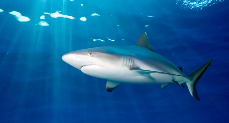 A 52-year-old man remains missing after he was brutally attacked and pulled underwater by a shark on Sunday