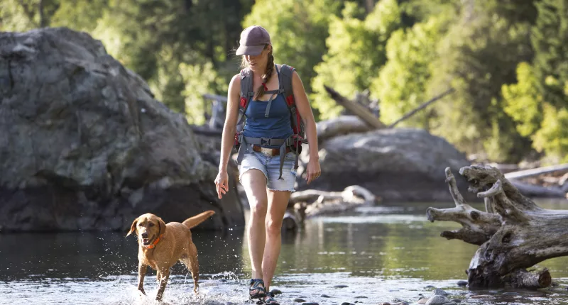 A woman walking her dog on a wooded trail near Boulder, Colorado had to be transported to a hospital after being attacked by a cow moose