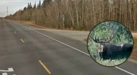 Woman 'sprinkled' moose fur on car in botched cover-up: Cops