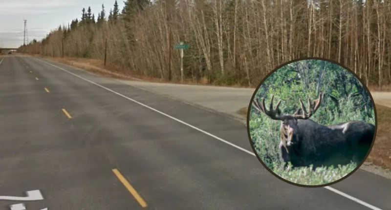 Woman 'sprinkled' moose fur on car in botched cover-up: Cops