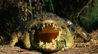 The ferocious predators have nearly 70 teeth